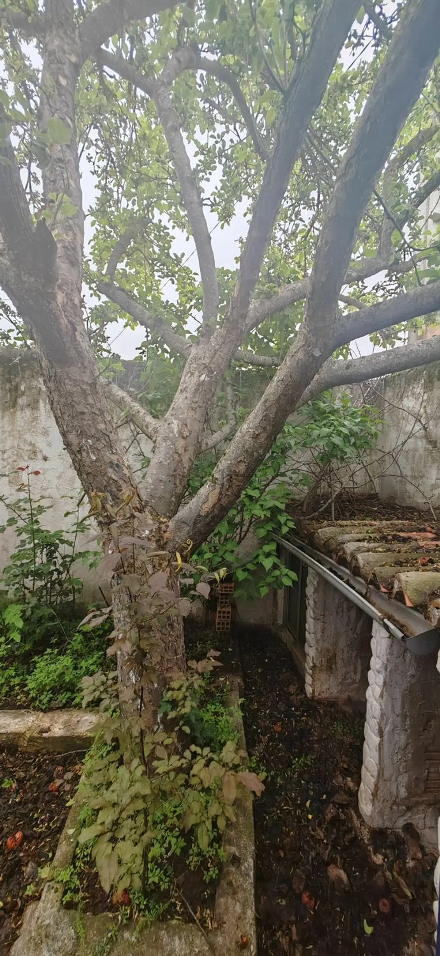 Imagen Jardín de casa de pueblo en Calle Arroyo, 18