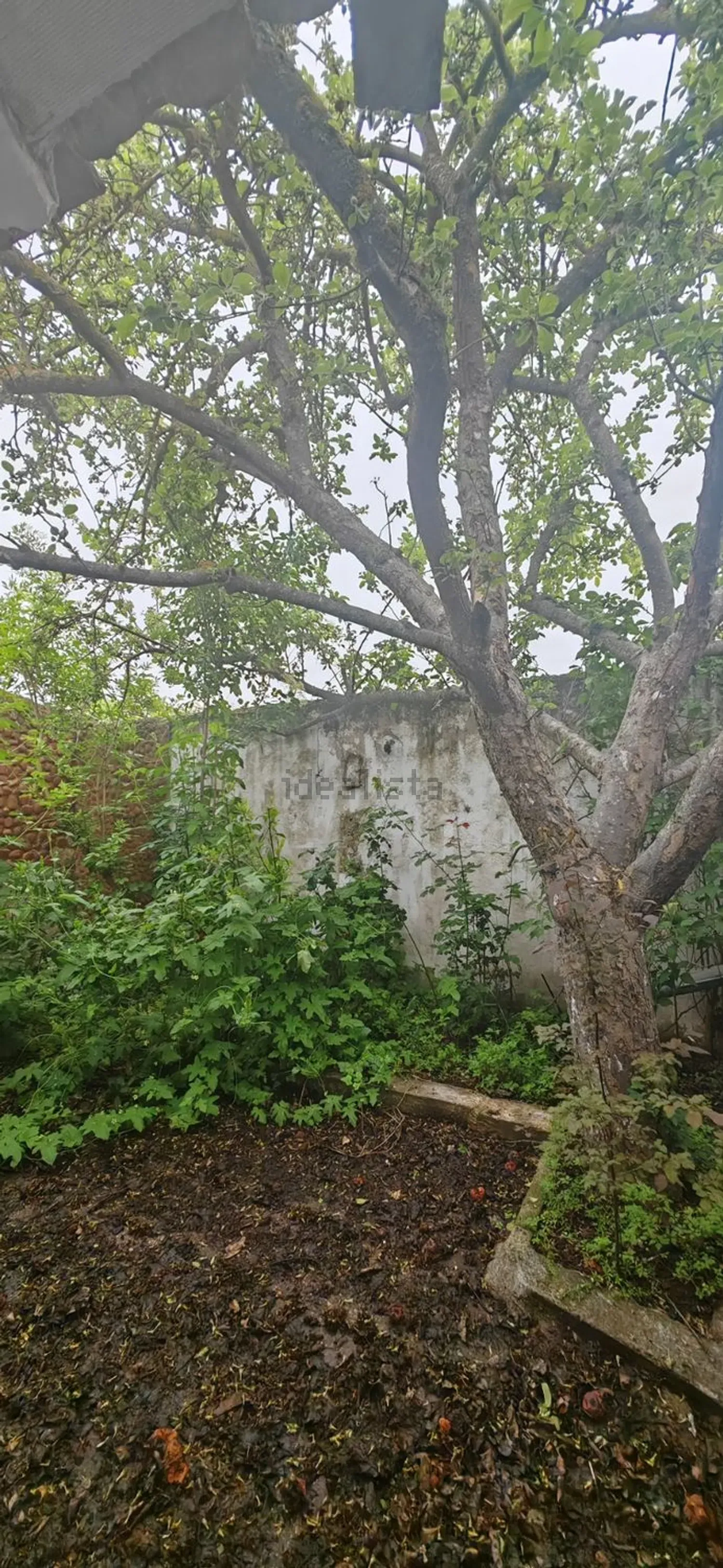 Imagen Jardín de casa de pueblo en Calle Arroyo, 18